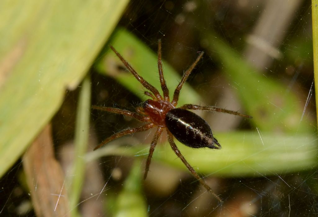 Agelena cfr. labyrinthica - Grosseto